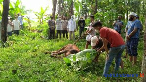 Tanamkan Nilai Pengorbanan, Polres Pesawaran Kurban 3 Sapi Dan 10 Kambing