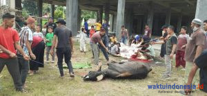 Kampung Quran Al-Fusha Pesawaran Kurban 3 Sapi Dan 7 Kambing