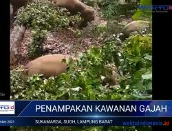 Penampakan Kawanan Gajah Liar yang Kerap Masuk Area Pemukiman Warga di Suoh