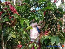 Provinsi Lampung 1 dari 4 Daerah jadi Pilot Projek Ekosistem Makmur untuk Kopi: Produksi Masih Dikuasi Vietnam