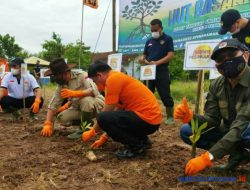 BASARNAS Lampung Tanam 5000 Batang Mangrove Di Pesisir Pesawaran