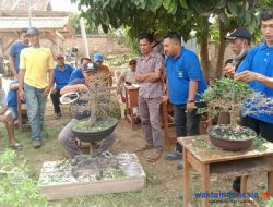 Pecinta Bonsai Tunjukan Eksistensi Dengan Silaturahmi Jemur Bareng Bonsai