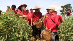 lokasi penghasil sayur mayur, Bupati Lampung Barat,