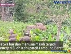 VIDEO: Kawanan Gajah 18 Ekor Dihalau Tim di Bandarnegeri Suoh Lampung Barat Masuk Rimba TNBBS