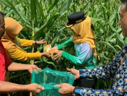 Di Kebun Adhiyaksa, Kejari Pesawaran Panen Jagung Perdana