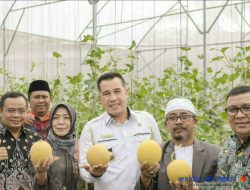 Panen Melon, Bupati Dendi: Perlu Terobosan Pilihan Komoditas Pertanian