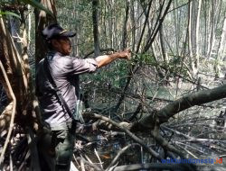 KTH Sebut Pohon Bakau di Kawasan Konservasi Rusak Ulah Pencari Cacing