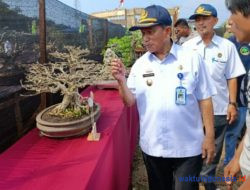 Dimulai, Wabup Zulqoini Buka Kontes Bonsai di Pesisir Barat