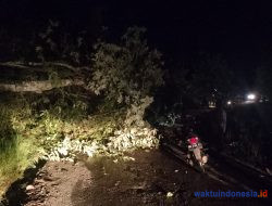 Kayu Rubuh di Bedeng Padangcahya Lampung Barat Melintang ke Jalan