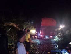 Jalan Liwa-Ranau di Bedeng Padangcahya Lampung Barat Sudah Bisa Dilalui Kendaraan
