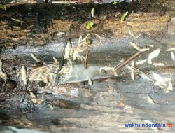 Diduga Tercemar Limbah Merkuri, Ratusan Ikan Di Sungai Way Tahala Kedondong Mati