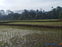 Hitungan Bulan Dilantik Kadis di Pesisir Barat Lampung, Irvan bakal ke Pusat Upaya Tingkatkan Produksi Ketahanan Pangan