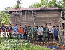 3 Harimau di Pesisir Barat Lampung Mangsa 7 Ternak Sapi